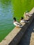 Wild birds ducks and geese on the shore of a city pond in a city park