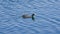 Wild birds enjoy water near lake Baboyaga in Ethiopia, February 2019