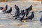 Wild birds gray pigeons walk on the pavement covered with yellow