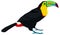 Wild birds Keel-billed Toucan Vector illustration Isolated object