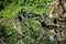 Wild birds resting on a dead tree branches over the lake water