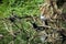 Wild birds resting on a dead tree branches over the lake water