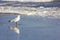 Wild birds on romanian beach