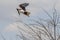 Wild birds in the savannah of Africa