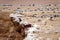 Wild birds and seagull on ballestas island, Peru