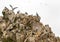 Wild birds and seagull on ballestas island, Peru