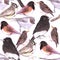 Wild birds seamless background watercolor medium