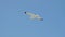 Wild birds in the sky. Tourism opportunities. Birds flying. Seagulls flying against blue sky. Seagull soaring in the sky