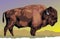 Wild bison animal
