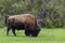 Wild bison buffalo grazing - Yellowstone National Park - mountai