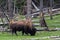 wild bison buffalo grazing - Yellowstone National Park - mountain wildlife