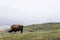 wild bison buffalo grazing - Yellowstone National Park - mountain wildlife