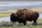 wild bison buffalo grazing - Yellowstone National Park - mountain wildlife