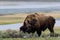 wild bison buffalo grazing - Yellowstone National Park - mountain wildlife