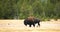 Wild Bison / Buffalo in Yellowstone National Park Tracking Shot