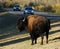 Wild bison in elk island national park