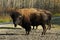 Wild bison in elk island national park