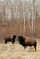 Wild bison herd