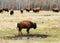 Wild bison herd