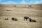 Wild bison lounging on warm day at Tall Grass Prairie in Oklahoma USA in early spring