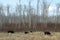 Wild bison on meadow