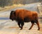 Wild bison on the road