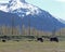 Wild Bison with young