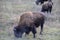 Wild Bisons along the Alaska Highway near Watson Lake in Yukon Territory, Canada