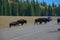Wild Bisons crossing road Sequoia trees summer time blue sky