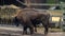 Wild bisons standing on the grass in a rural landscape