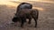 Wild bisons standing on the grass in a rural landscape