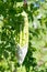 Wild Bitter Gourd, Bitter Cucumber,Bitter Gourd in garden.