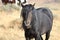 Wild black American Mustang Stallion