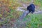 A wild black bear looks at a dead trunk