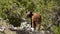 Wild Black Bear sighting near Kearsarge Pass in the Sierra Nevada Mountain Range of California, USA.