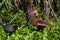 A Wild Black-bellied Whistling Ducks (Dendrocygna autumnalis) Feeding in the Water Hyacinth with a Black Coot.