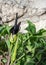 Wild black callas or Wild Arum, Solomon`s Lily flower