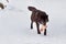 Wild black canadian wolf is running with a piece of meat. Canis lupus pambasileus.
