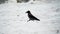 a wild black crow walks through the snow on the seashore in search of food
