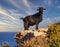 Wild Black Goat on a cliff top with blue sky