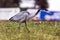 Wild Black Headed Heron Foraging in Dry Winter Grass