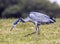 Wild Black Headed Heron Foraging in Dry Winter Grass