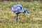 Wild Black Headed Heron Foraging in Dry Winter Grass