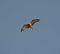 Wild black kite bird in flight on blue sky background