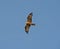 Wild black kite bird in flight on blue sky background