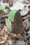 Wild Black Morels edible mushrooms on forest floor