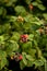 Wild black raspberries ripening on the bush