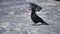 Wild black raven sits on the snow. black crow sits on the snow bird winter outdoors