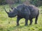 Wild black rhinoceros or hook-lipped rhinoceros in Masai Mara