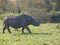 Wild black rhinoceros or hook-lipped rhinoceros surrounded by g